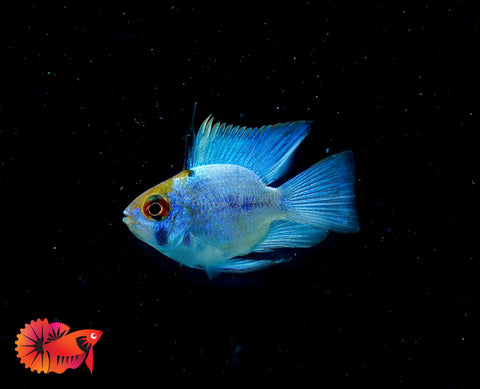 RARE Electric Blue Balloon Ram Cichlids (Short Body)