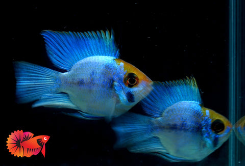 RARE Electric Blue Balloon Ram Cichlids (Short Body)