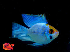 1 Trio - RARE Cichlid Rams Short Body - Electric Blue Balloon Ram (1 Male + 2 Female)
