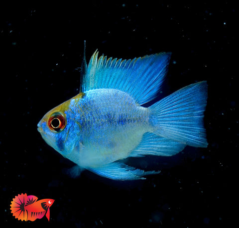 RARE Electric Blue Balloon Ram Cichlids (Short Body)