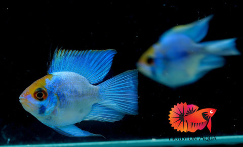 RARE Electric Blue Balloon Ram Cichlids (Short Body)