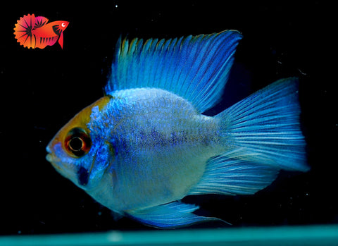 RARE Electric Blue Balloon Ram Cichlids (Short Body)