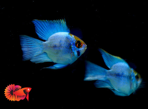 RARE Electric Blue Balloon Ram Cichlids (Short Body)