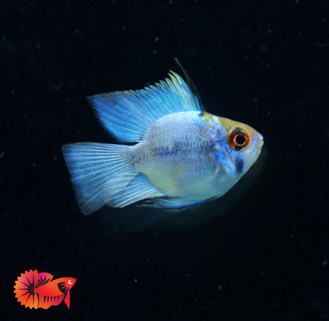 RARE Electric Blue Balloon Ram Cichlids (Short Body)