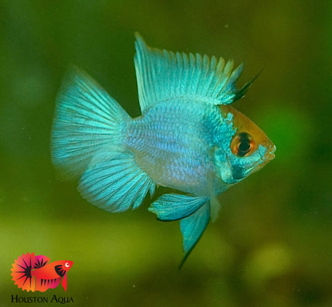 RARE Electric Blue Balloon Ram Cichlids (Short Body)