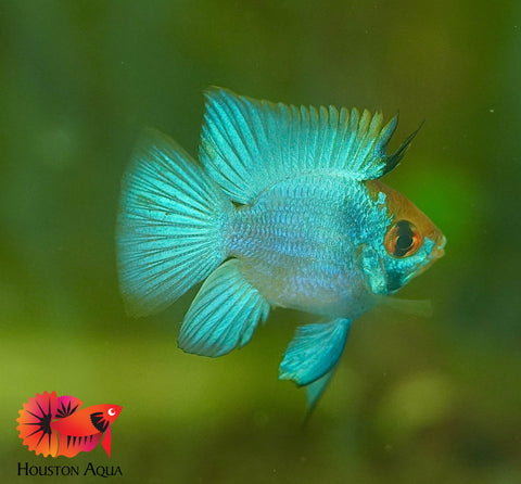 RARE Electric Blue Balloon Ram Cichlids (Short Body)