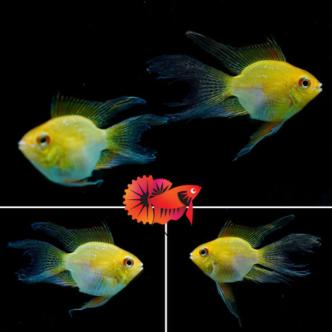 Golden Balloon Rams - RARE Cichlid Rams Short Body