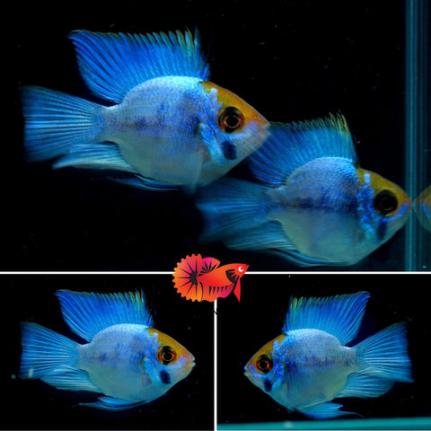 RARE Electric Blue Balloon Ram Cichlids (Short Body)