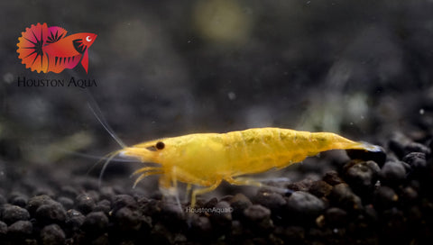 High Quality Freshwater Neocaridina Aquarium Shrimp