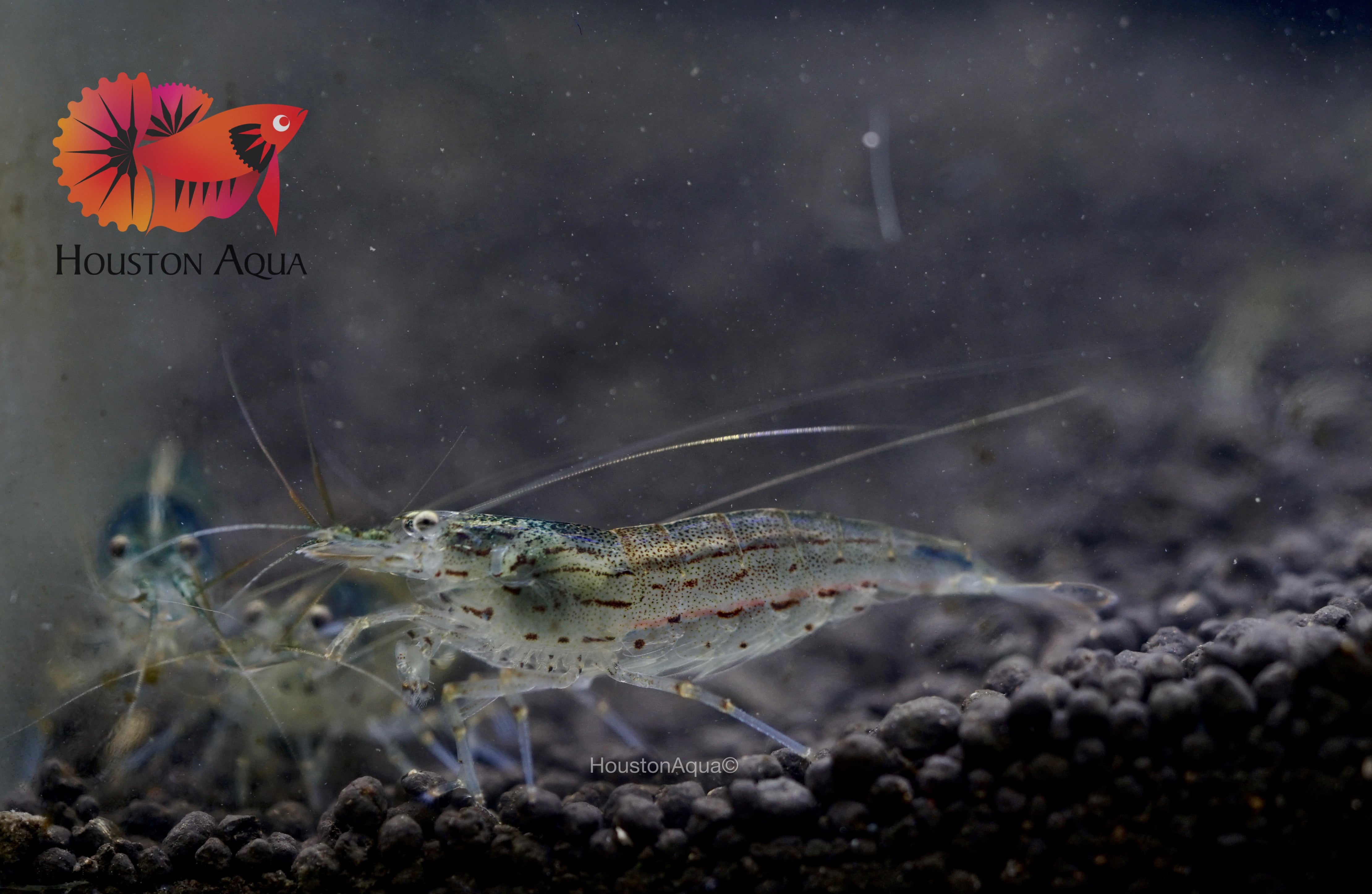 Colorful Freshwater Shrimp