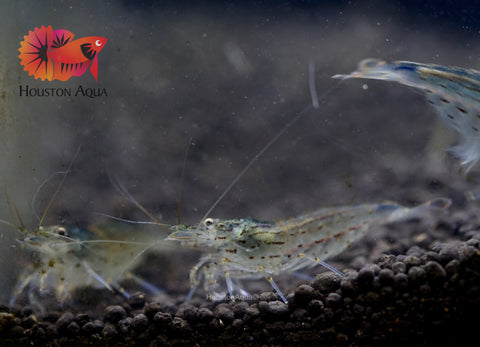 High Quality Freshwater Neocaridina Aquarium Shrimp