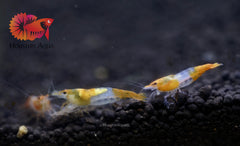 High Quality Freshwater Neocaridina Aquarium Shrimp
