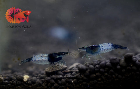 High Quality Freshwater Neocaridina Aquarium Shrimp