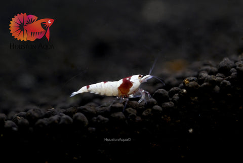 High Quality Freshwater Neocaridina Aquarium Shrimp