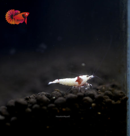 High Quality Freshwater Neocaridina Aquarium Shrimp