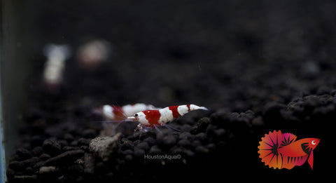 High Quality Freshwater Neocaridina Aquarium Shrimp