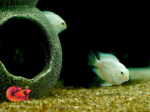 White Balloon Convict Cichlid - Size 3" Balloon