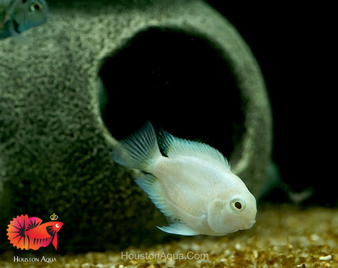 White Balloon Convict Cichlid - Size 3" Balloon