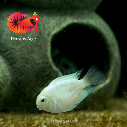 White Balloon Convict Cichlid - Size 3" Balloon