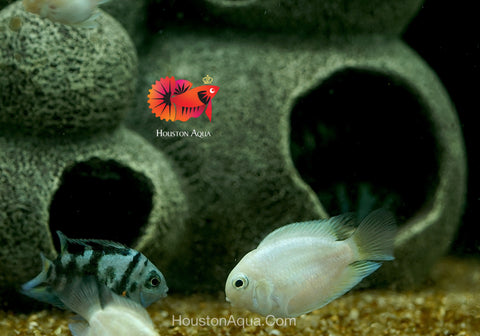 White Balloon Convict Cichlid - Size 3" Balloon