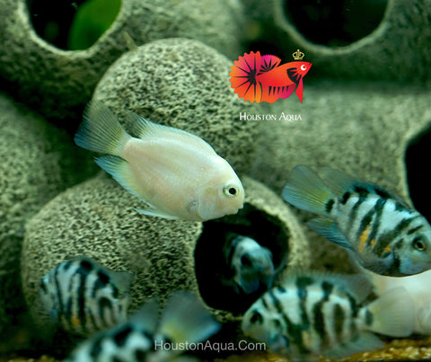 White Balloon Convict Cichlid - Size 3" Balloon