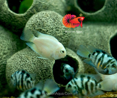 White Balloon Convict Cichlid