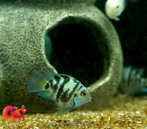 Panda Blue Balloon Convict Cichlid size 3" Balloon