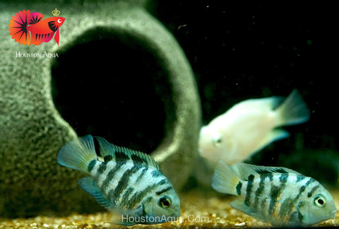 Panda Blue Balloon Convict Cichlid size 3" Balloon