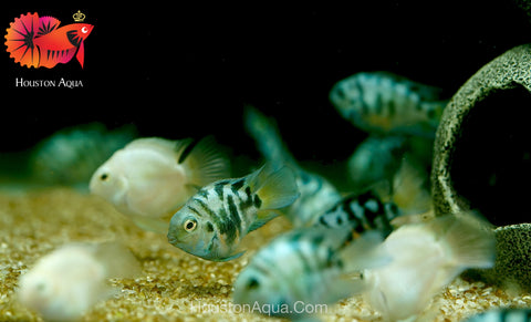 Panda Blue Balloon Convict Cichlid size 3" Balloon