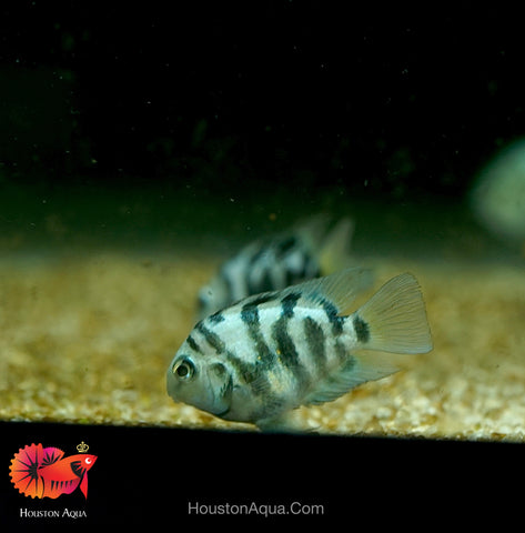 Panda Blue Balloon Convict Cichlid size 3" Balloon