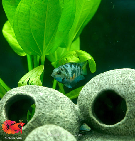 Panda Blue Balloon Convict Cichlid size 3" Balloon