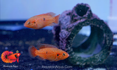 Blood Jewel Cichlid size 2.2"