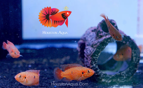 Blood Jewel Cichlid size 2.2"