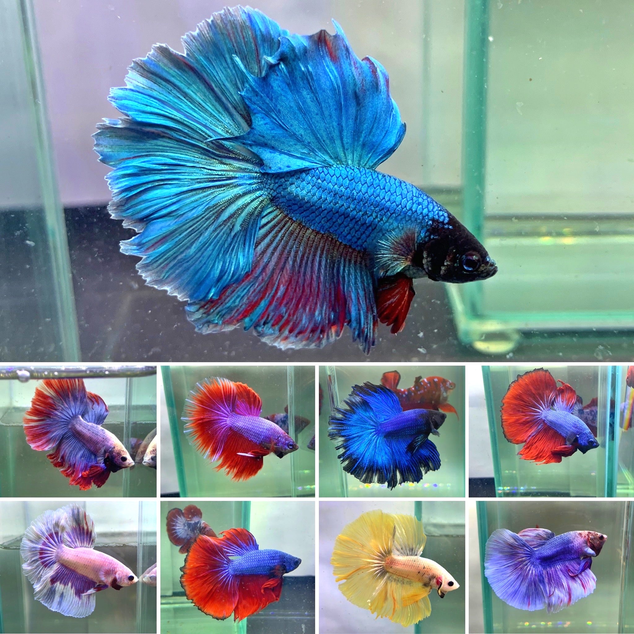 Ruzetta Fish Green Male Betta Fish