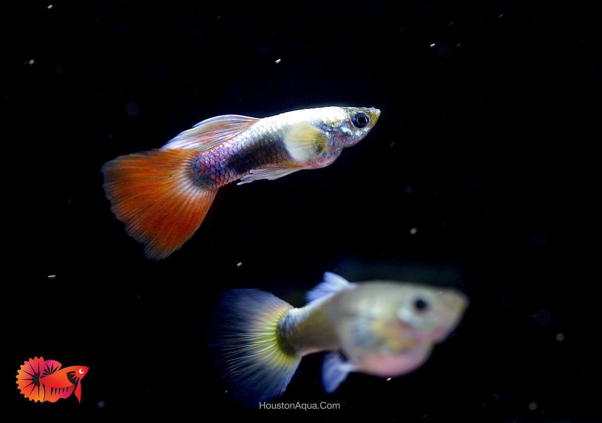 Santa Clause Dumbo Guppy