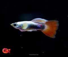 Santa Clause Dumbo Guppy