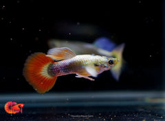 Santa Clause Dumbo Guppy