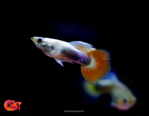 Santa Clause Dumbo Guppy
