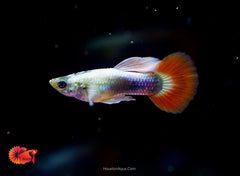 Santa Clause Dumbo Guppy