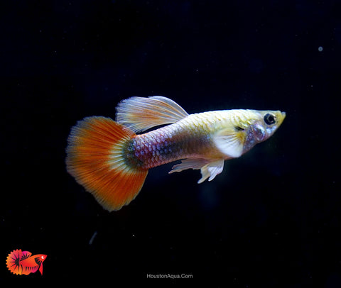 Santa Clause Dumbo Guppy