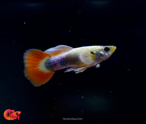 Santa Clause Dumbo Guppy