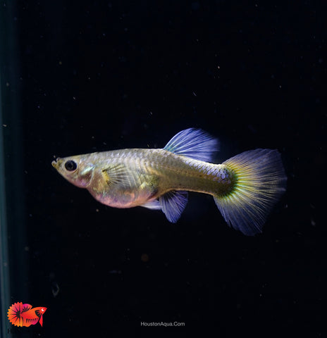 Santa Clause Dumbo Guppy