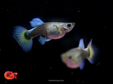 Santa Clause Dumbo Guppy