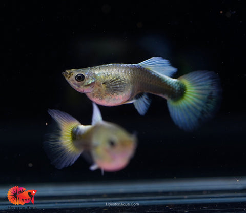 Santa Clause Dumbo Guppy