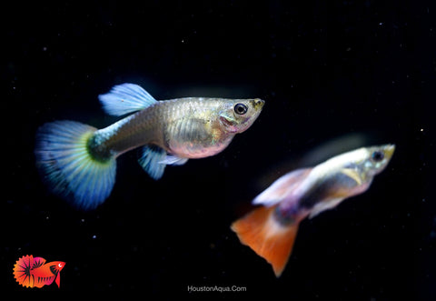 Santa Clause Dumbo Guppy