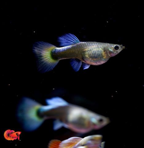 Santa Clause Dumbo Guppy