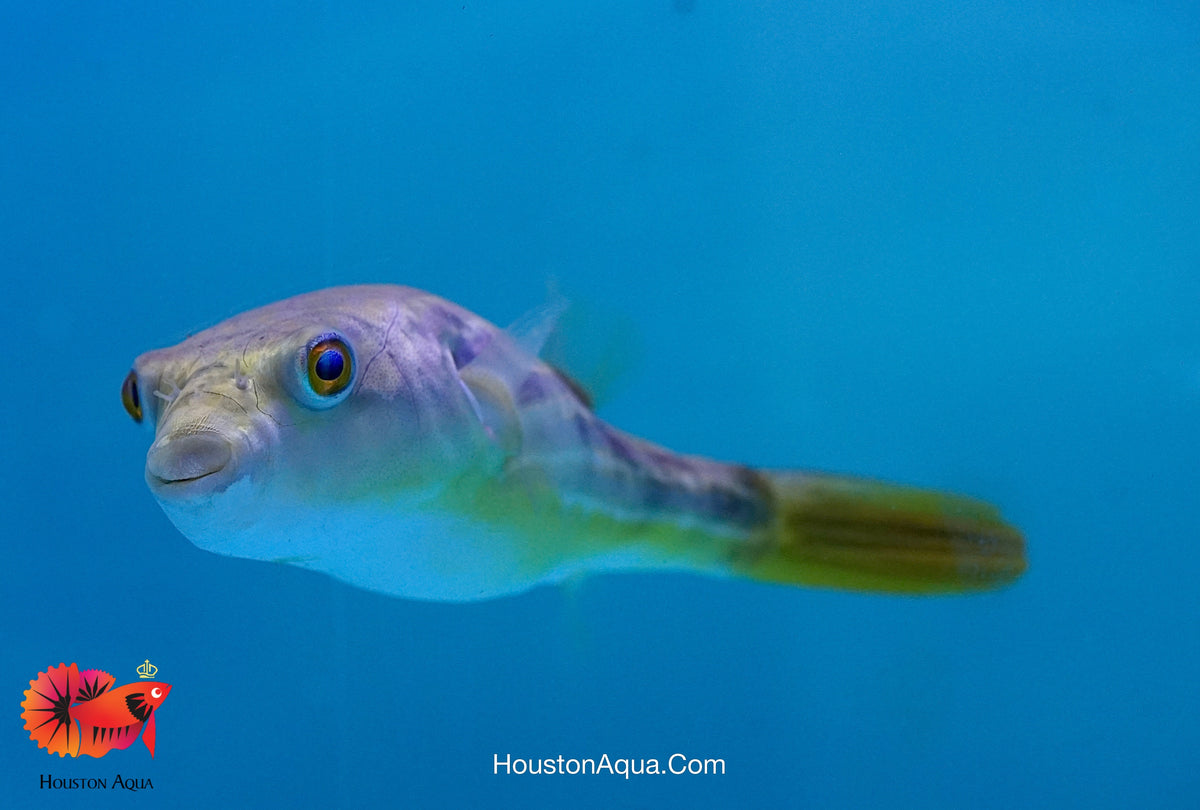 Fahaka Puffer 7''