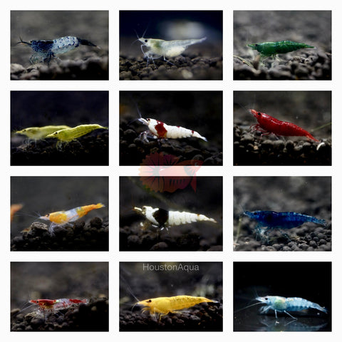 aquarium fish mystery box Mystery Box Neocaridina Freshwarter Shrimp High Quality – Houston Aqua