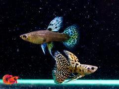 Yellow King Cobra Ribbon Guppy