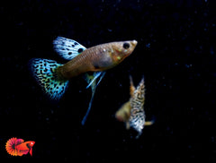 Yellow King Cobra Ribbon Guppy